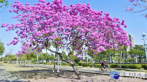 紅花喬木|香港濕地公園